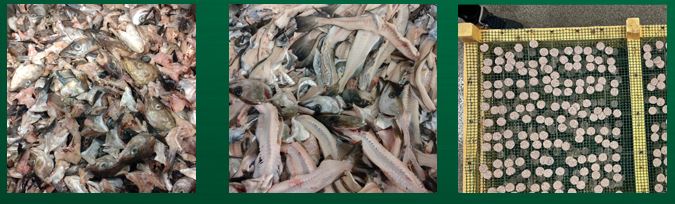 fish 2